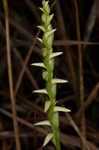 Great Plains lady's tresses